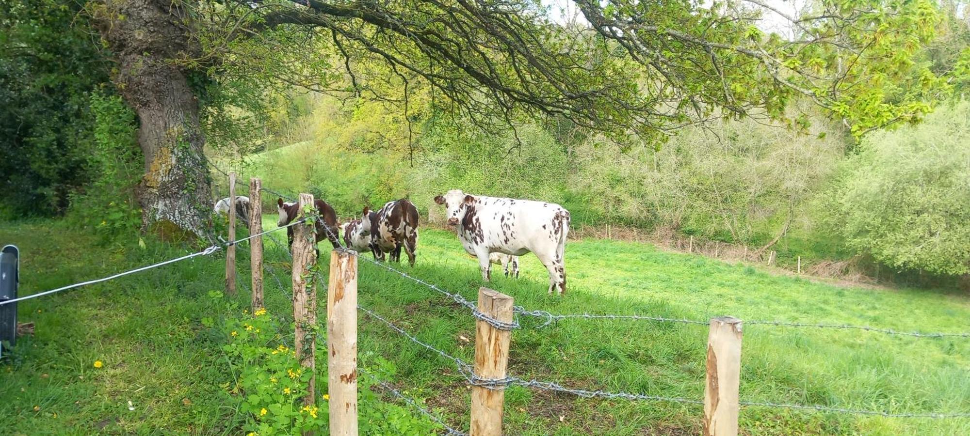 Gite De Fourneaux Pont-d'Ouilly Buitenkant foto